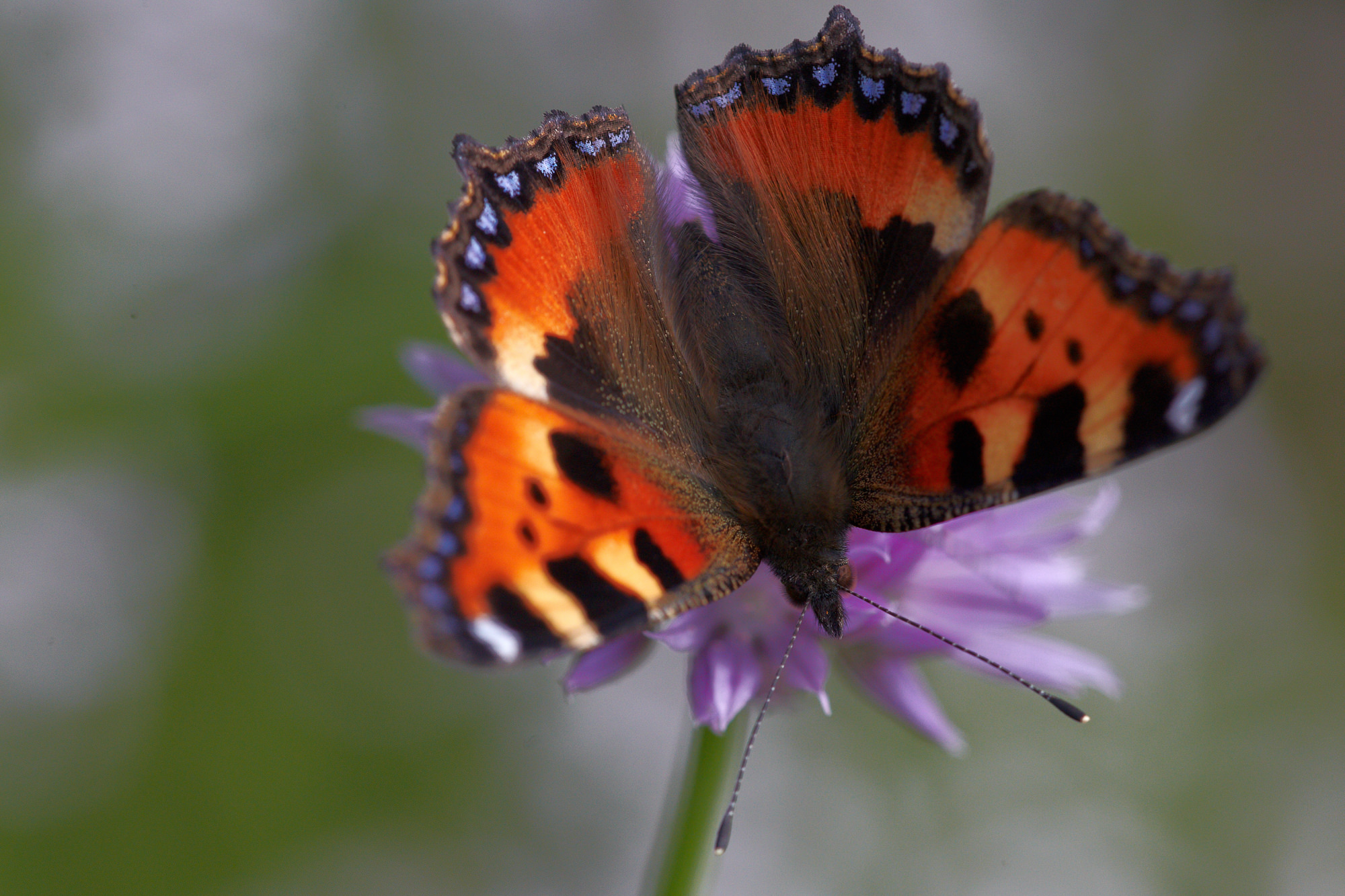 small Tortoiseshell